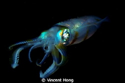 Night dive, macro 60mm , 2 strobes. by Vincent Hong 